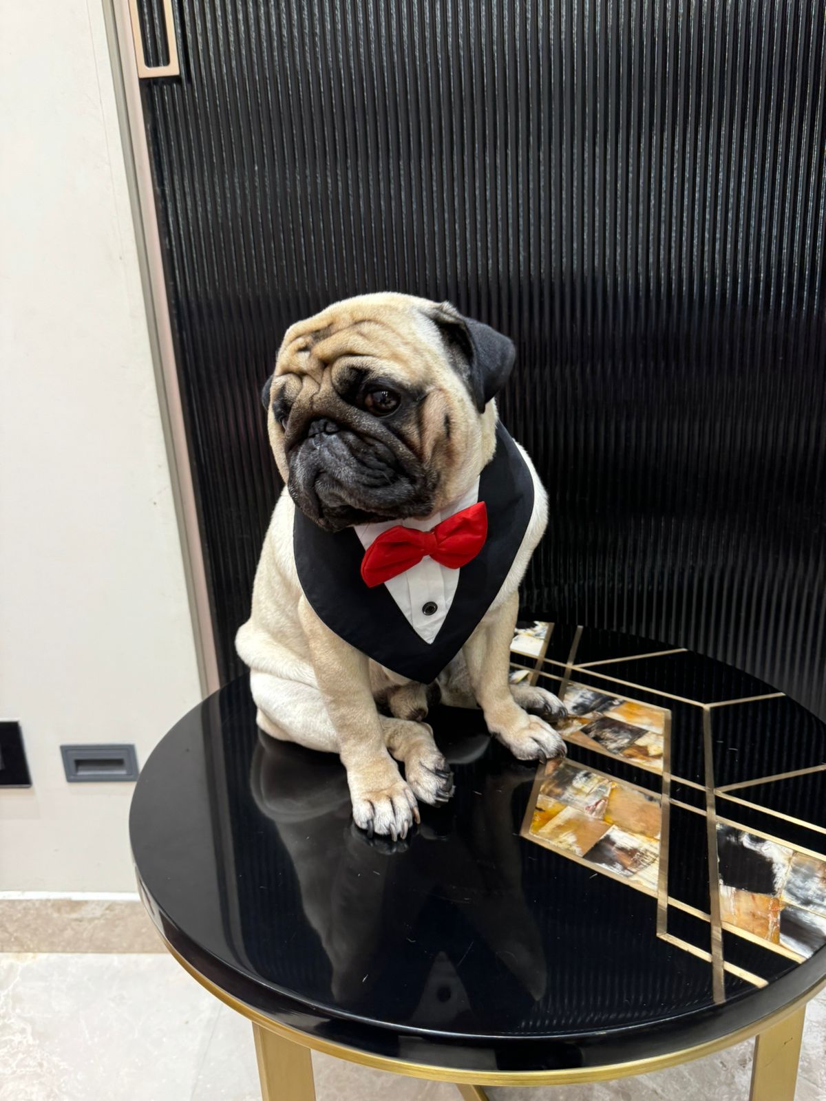 Elegant Pet Tuxedo Collar - Formal Dog Attire for Weddings & Special Event