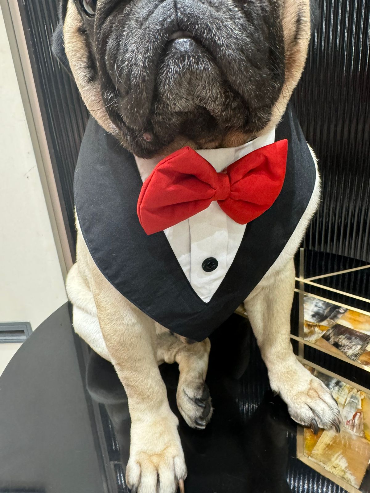 Elegant Pet Tuxedo Collar - Formal Dog Attire for Weddings & Special Event